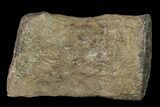 Fossil Pliosaur (Pliosaurus) Flipper Digit - England #136736-1